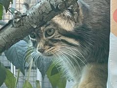 -青藏高原野生动物园