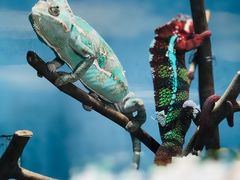 -石家庄市动物园