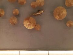-额尔敦牛厨师铜板烧