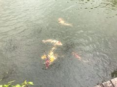 -上海鲜花港