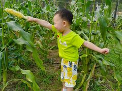 -前小桔亲子创意农场·草莓采摘·露营烧烤