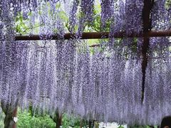 -嘉定紫藤园