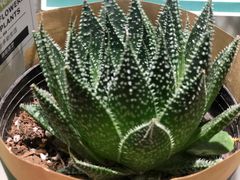 -鹿岛会员店 (龙湖三千集天街店)