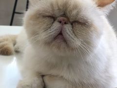 -Heymao猫咖.咖啡厅(东门店)
