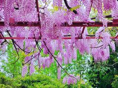 -嘉定紫藤园