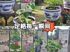-莫愁湖公园