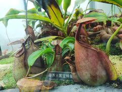 -北京植物园-展览温室