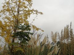 -白鹭湾湿地公园