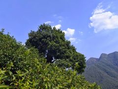-午潮山国家森林公园