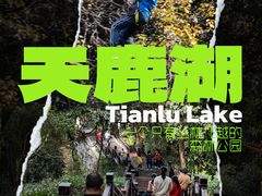 -天鹿湖森林公园