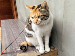 -Again Coffee Roaster(香蜜湖店)