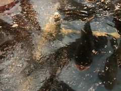 -老淳安—伴山伴湖(千岛湖开元度假村店)