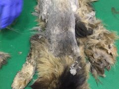 -爱侣宠医·鹦鹉专科·小型哺乳类·异宠专科(灵石路店)