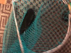 -古城苗家土菜馆(河景餐厅店)