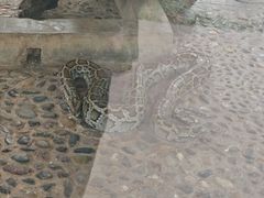 -野象谷景区
