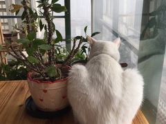-萌喵宠狗爱心宠咖