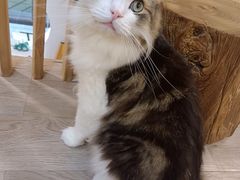 -柴迷FANS CLUB·柴犬狗咖·猫咖