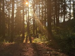 -重庆睡佛山森林公园