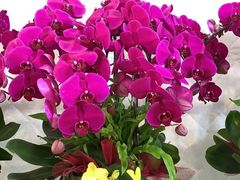 -亭亭鲜花店(中山北路店)