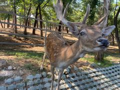 -秦皇岛野生动物园