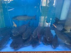 -淘米捞·米汤脆鲩鱼火锅(福田皇岗店)