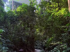 -西双版纳原始森林公园