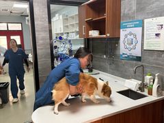 -美联众合宠物医院·爱萌分院·内外科·猫科中心