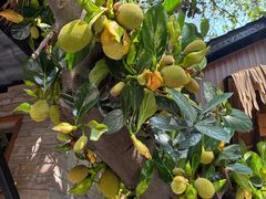 -绿雅居原生态农庄(小涌店)