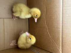 -牛当鲜潮汕鲜牛肉火锅(名仕龙城店)