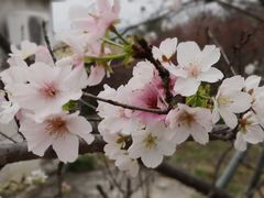 -天适樱花悠乐园