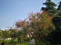 -神仙树公园