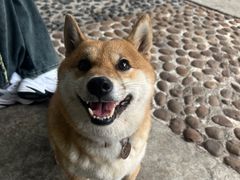 -柴犬高等学院·狗咖·柴犬售卖·宠物训练