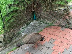 -吉隆坡雀鸟公园