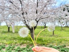-上海滨江森林公园