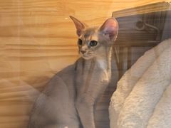 -小猫来了猫舍(福田店)