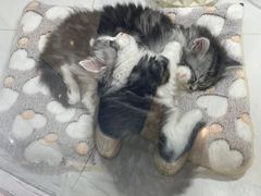 -1013 PET SHOP精品宠物商店(丁香店)