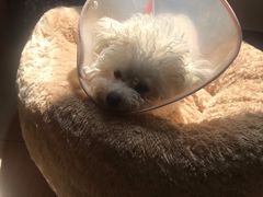 -康乐宝动物医院