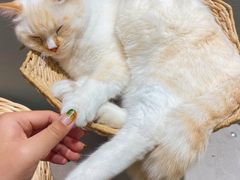 -藏猫猫咖啡主题馆(中央大道店)