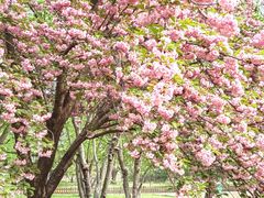 -莲花池公园