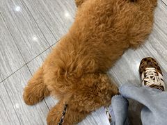 -瑞派名望志远动物医院·猫科·內科·异宠专科(直港大道店)