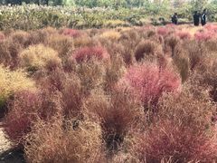 -映月湖中央公园