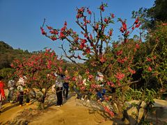-南国桃园旅游度假区