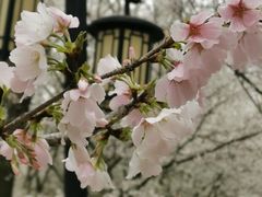 -苏州上方山国家森林公园
