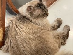 -共舞时光猫咖·狗咖(新街口店)