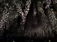 -嘉定紫藤园