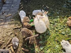 -大自然农场蔬菜草莓采摘园