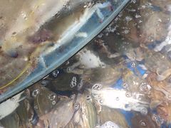 -蓝珊甄选海鲜自助·火锅大排档(近阿那亚店)