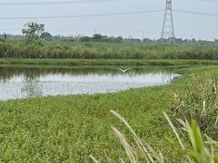 -宁波杭州湾国家湿地公园