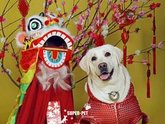 -超宠爱宠物摄影-Super pet
