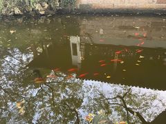 -秋霞圃